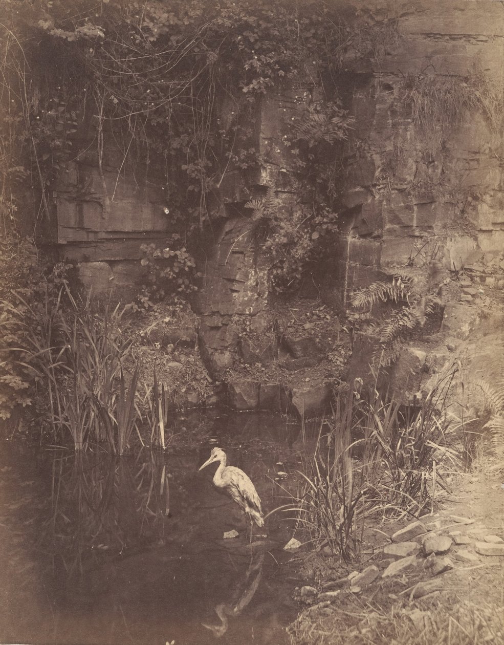 Fiskare, nej. 2, 1856. av John Dillwyn Llewelyn