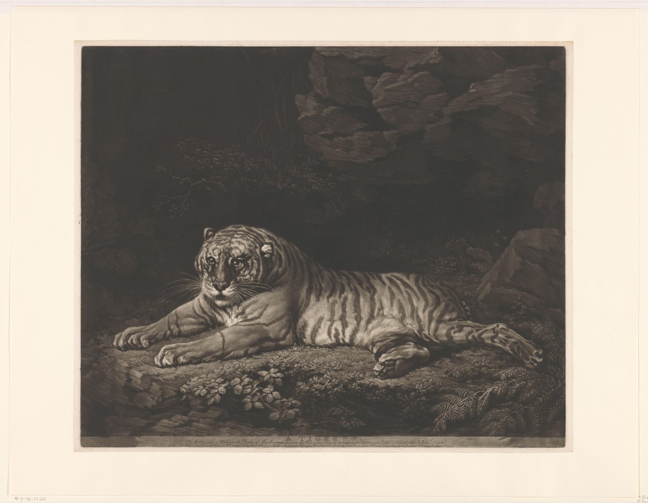 Tijgerin A Tigress (titel på objekt) av John Dixon