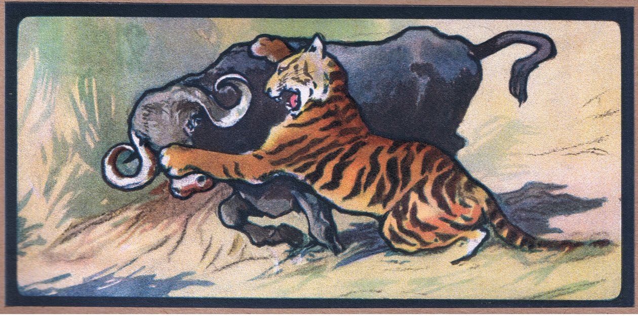 Tiger och Buffalo av John Edwin Noble