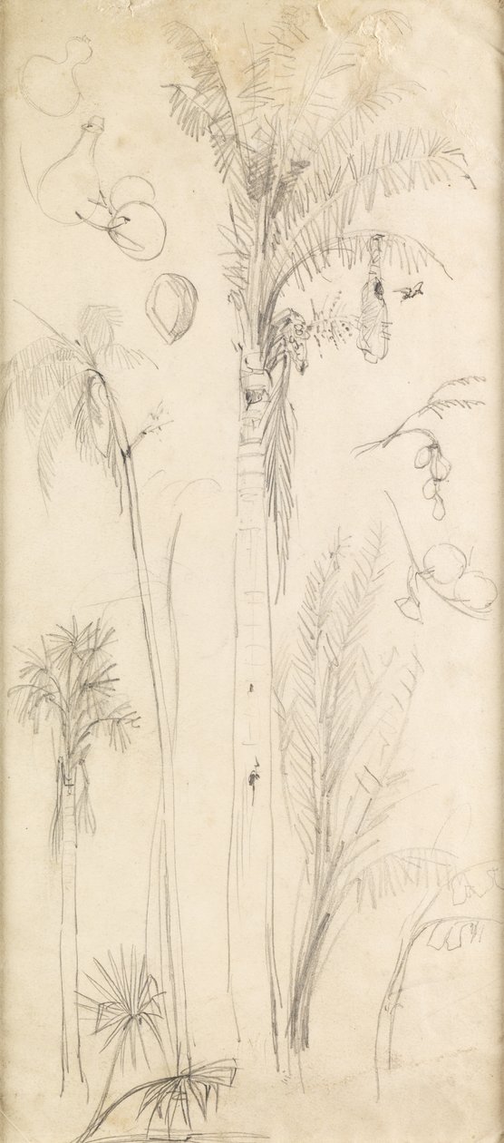 Palmer (penna på papper) av John Everett Millais