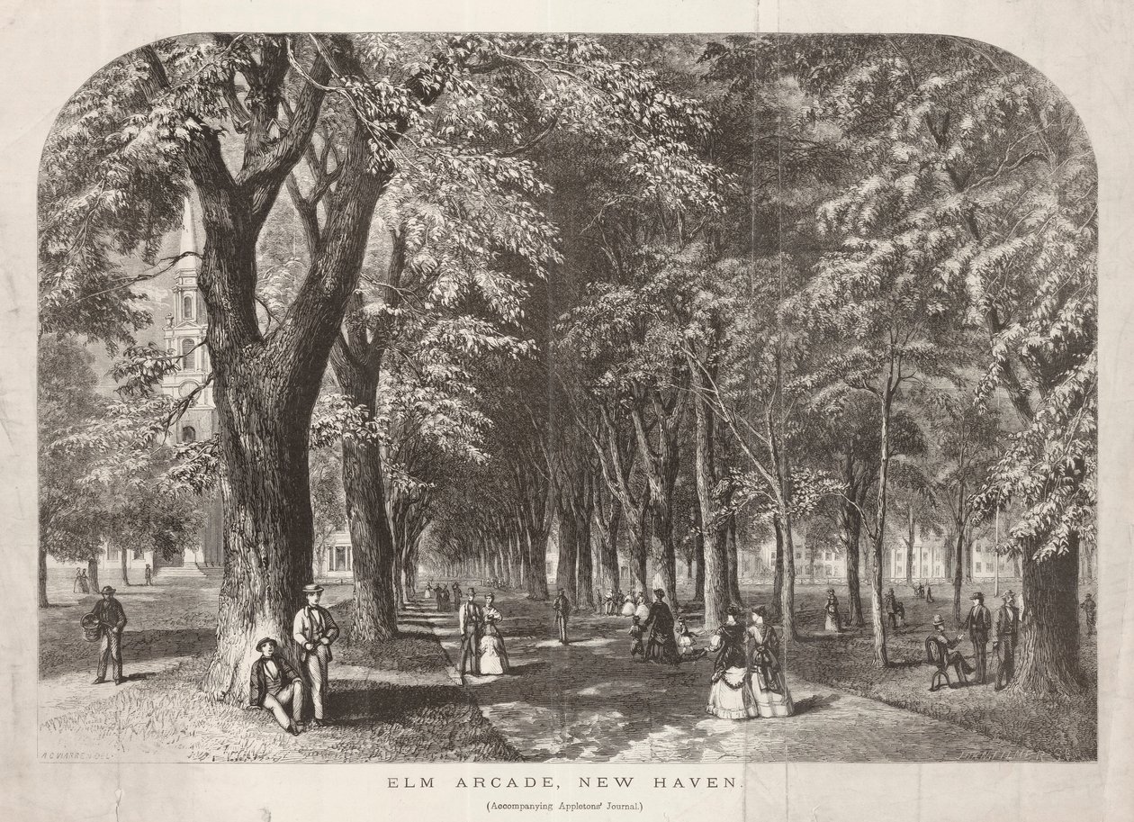 Elm Arcade View of the Green av John Filmer