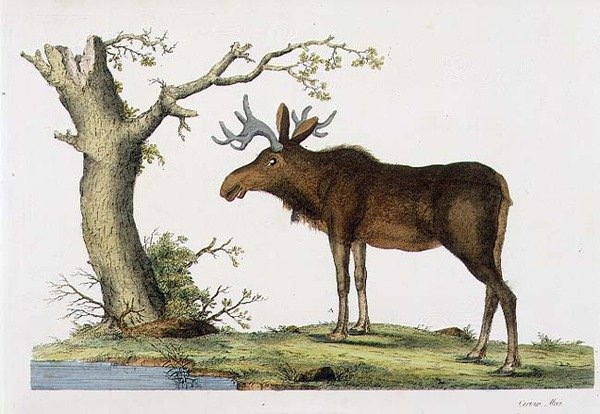 Cervus Alces (älg) (lito) av John Frederick (after) Miller