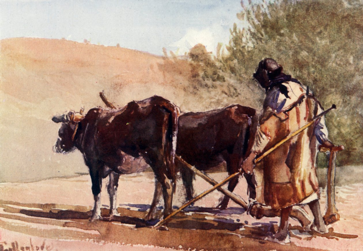 Plöjning på Olivberget, 1902. av John Fulleylove