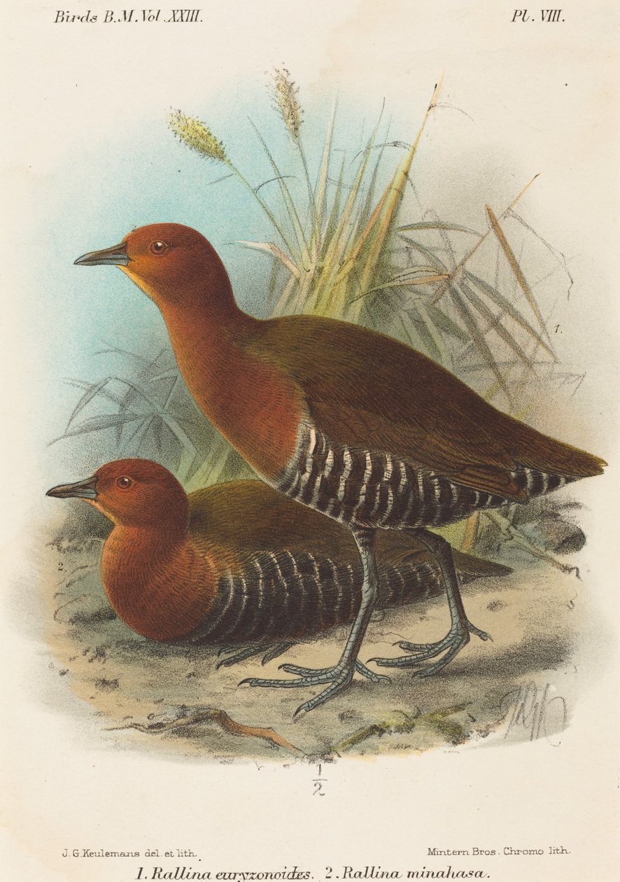 Filippinernas fåglar av John Gerrard Keulemans