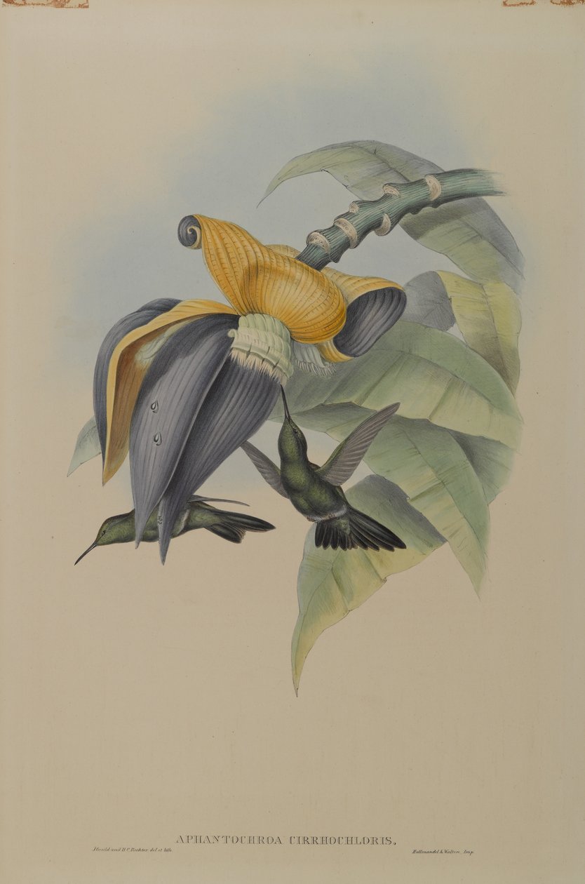 Aphantochroa Cirrhochloris: Sombre humming Bird av John Gould