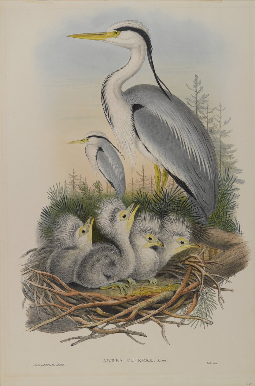 Ardea Cinerea - Heron av John Gould