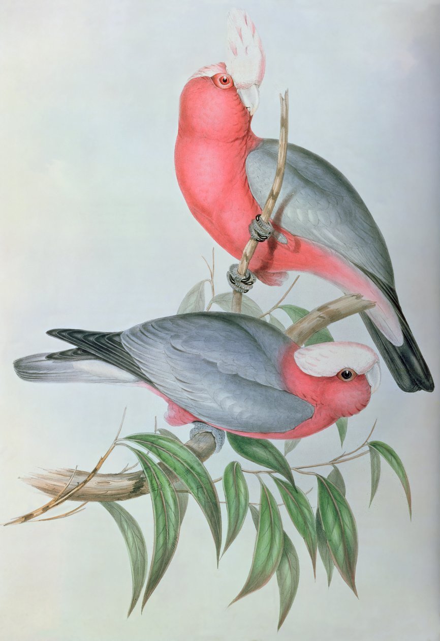 Asiens fåglar av John Gould