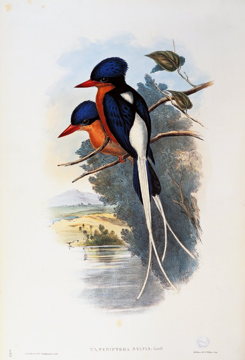 Buff-breasted Paradise-kingfisher (Tanysiptera sylvia) av John Gould