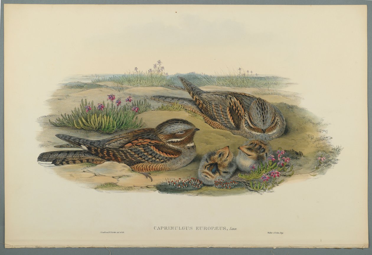 Caprimulgus Europaeus (färg litho på vävt papper) av John Gould