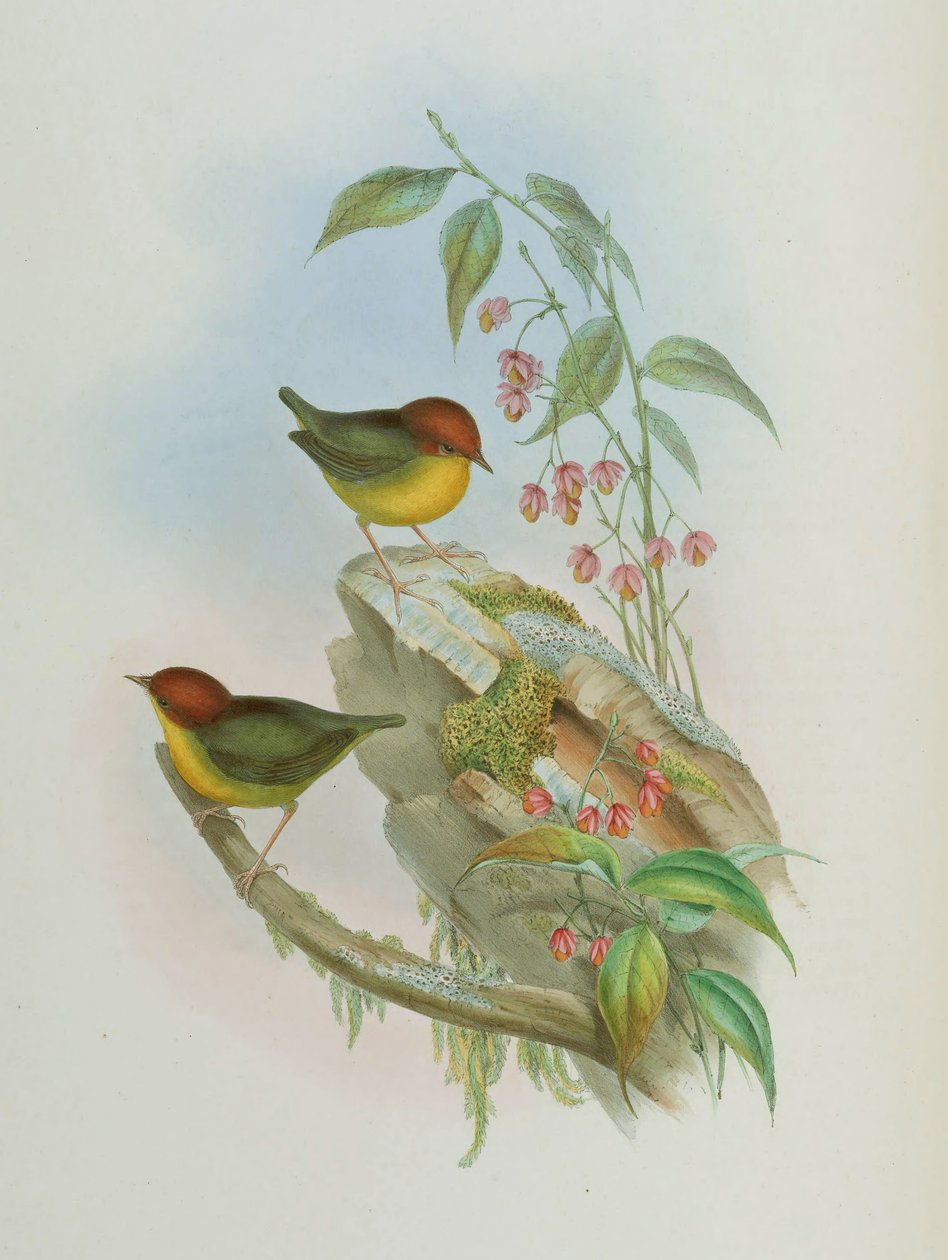 Cettia castaneocoronata av John Gould