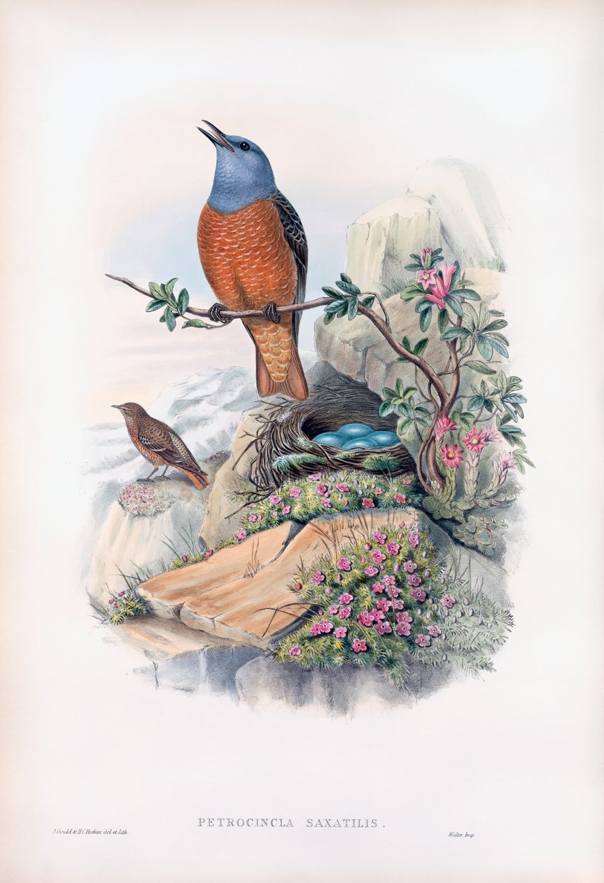 Vanlig stentrast av John Gould