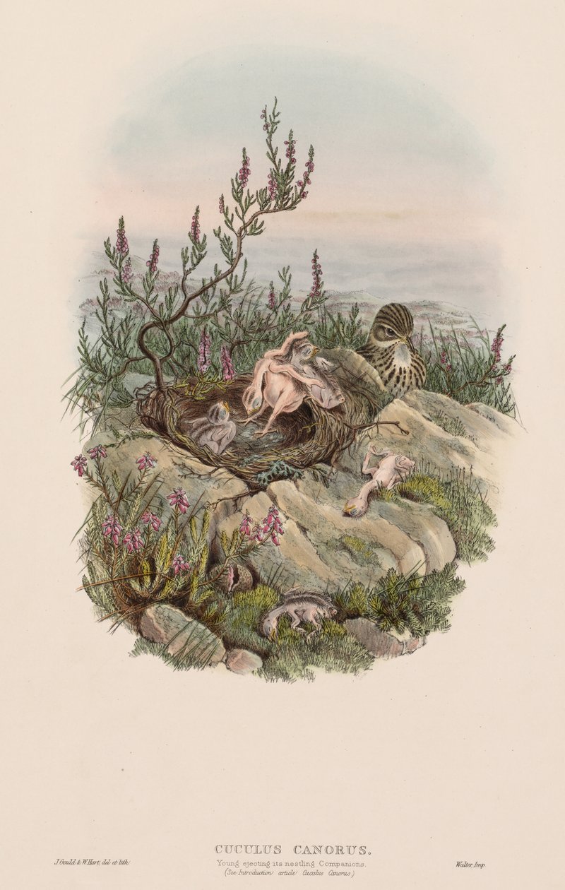 Den sjungande göken av John Gould