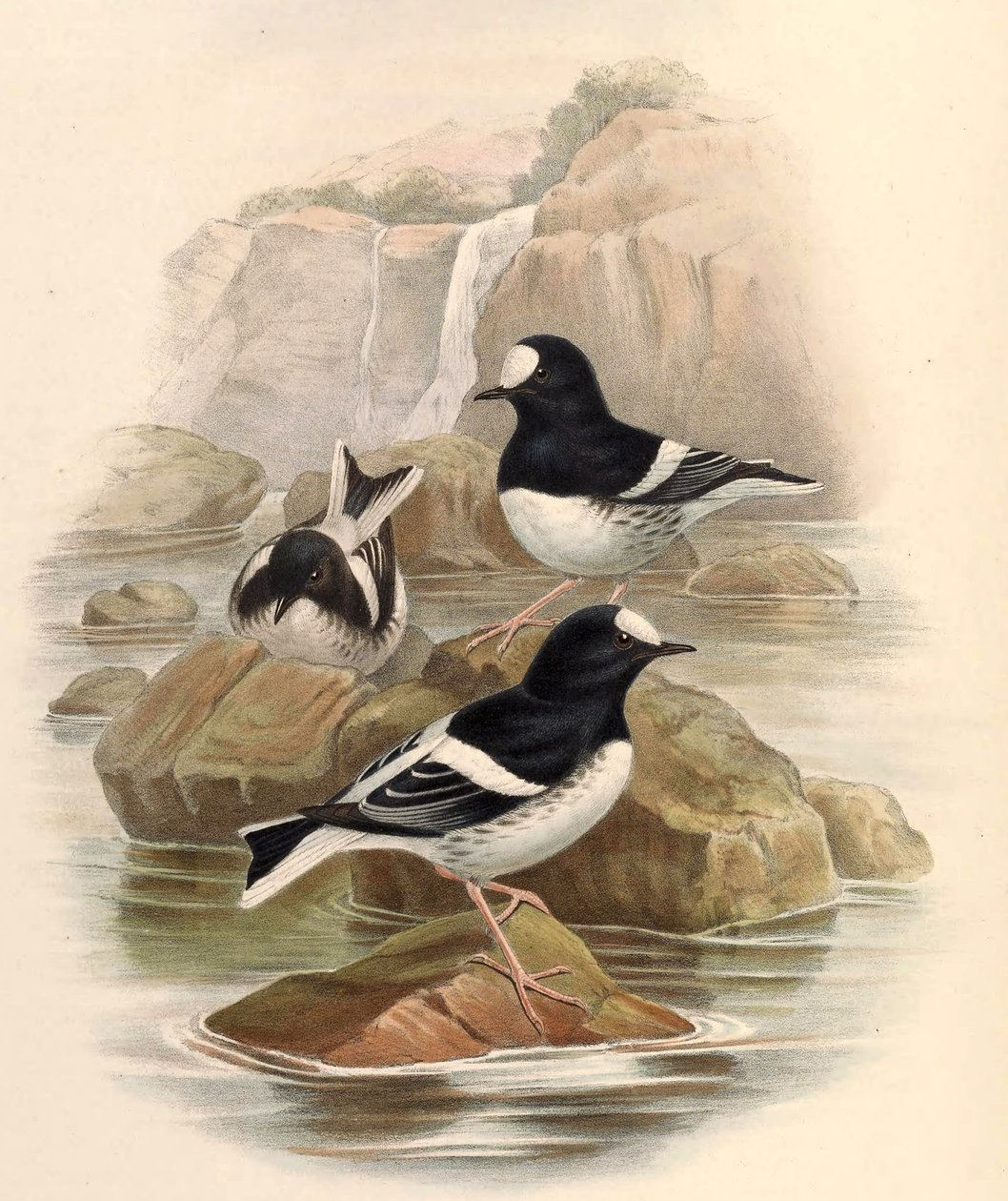 Enicurus scouleri av John Gould