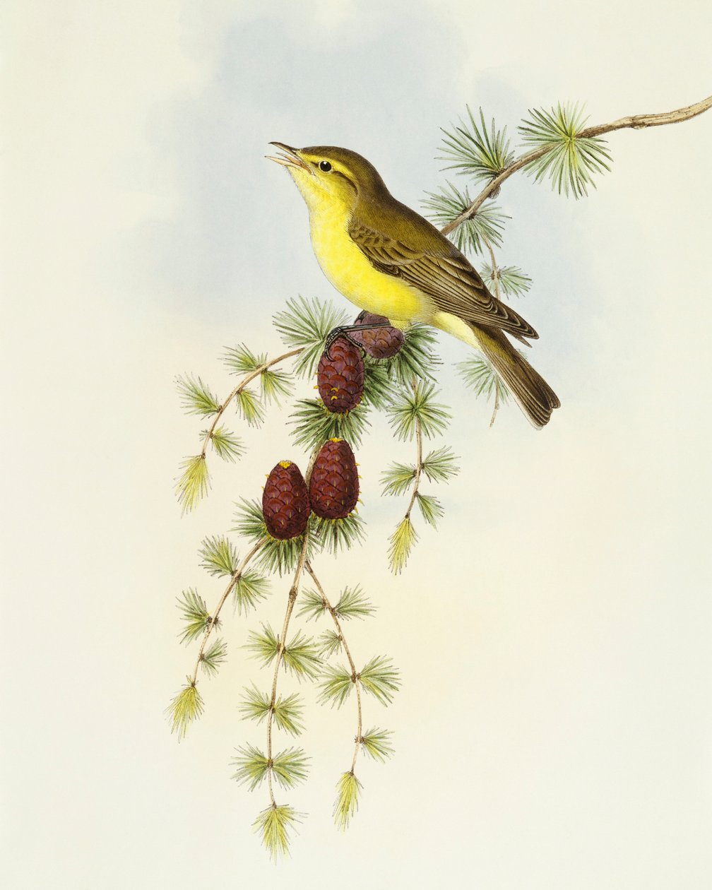 Flugsnappare (Ficedula hypolaris), Gravyr av John Gould av John Gould