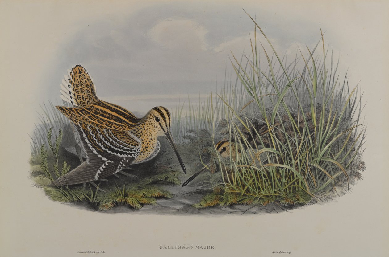 Gallinago Major - Stor snipa av John Gould