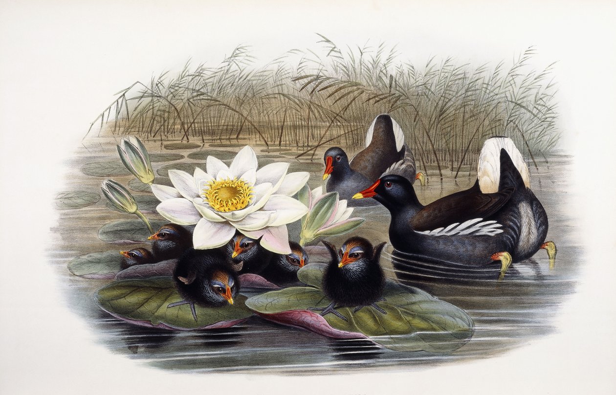 Gallinula Chloropus av John Gould