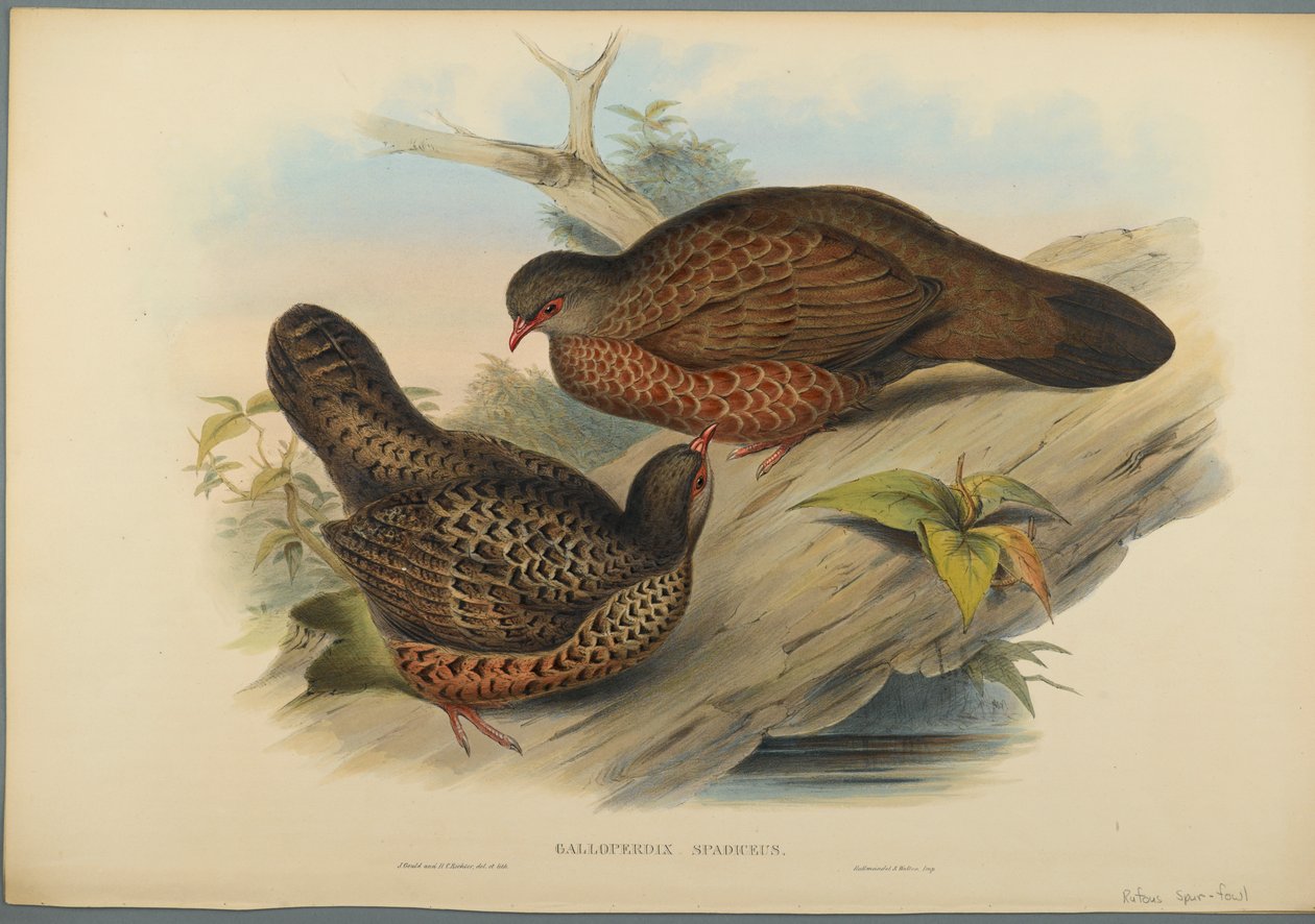 Galloperdix Spadiceus (färg litho på vävt papper) av John Gould