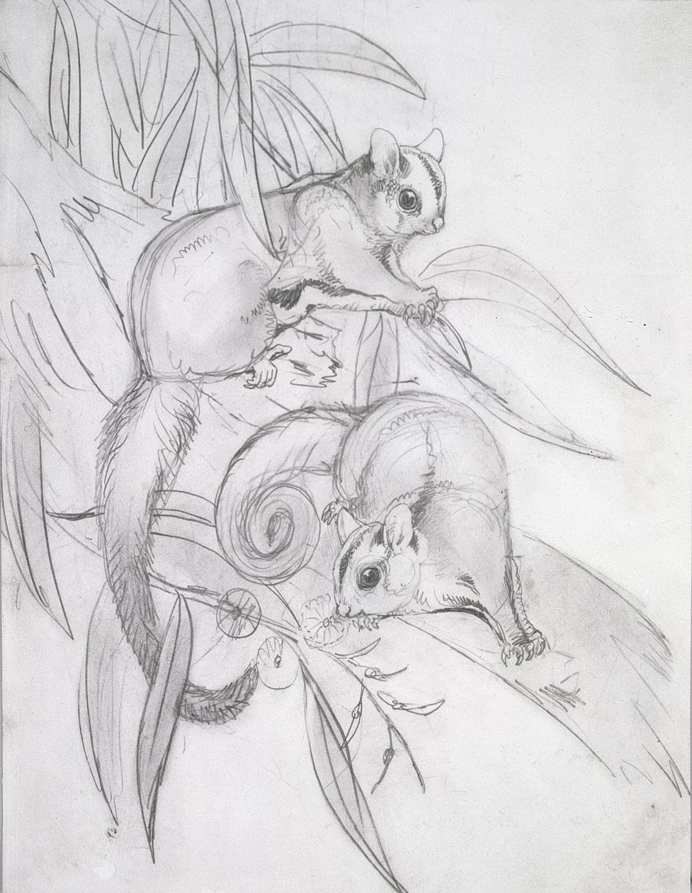 Gliding Possums (penna) av John Gould