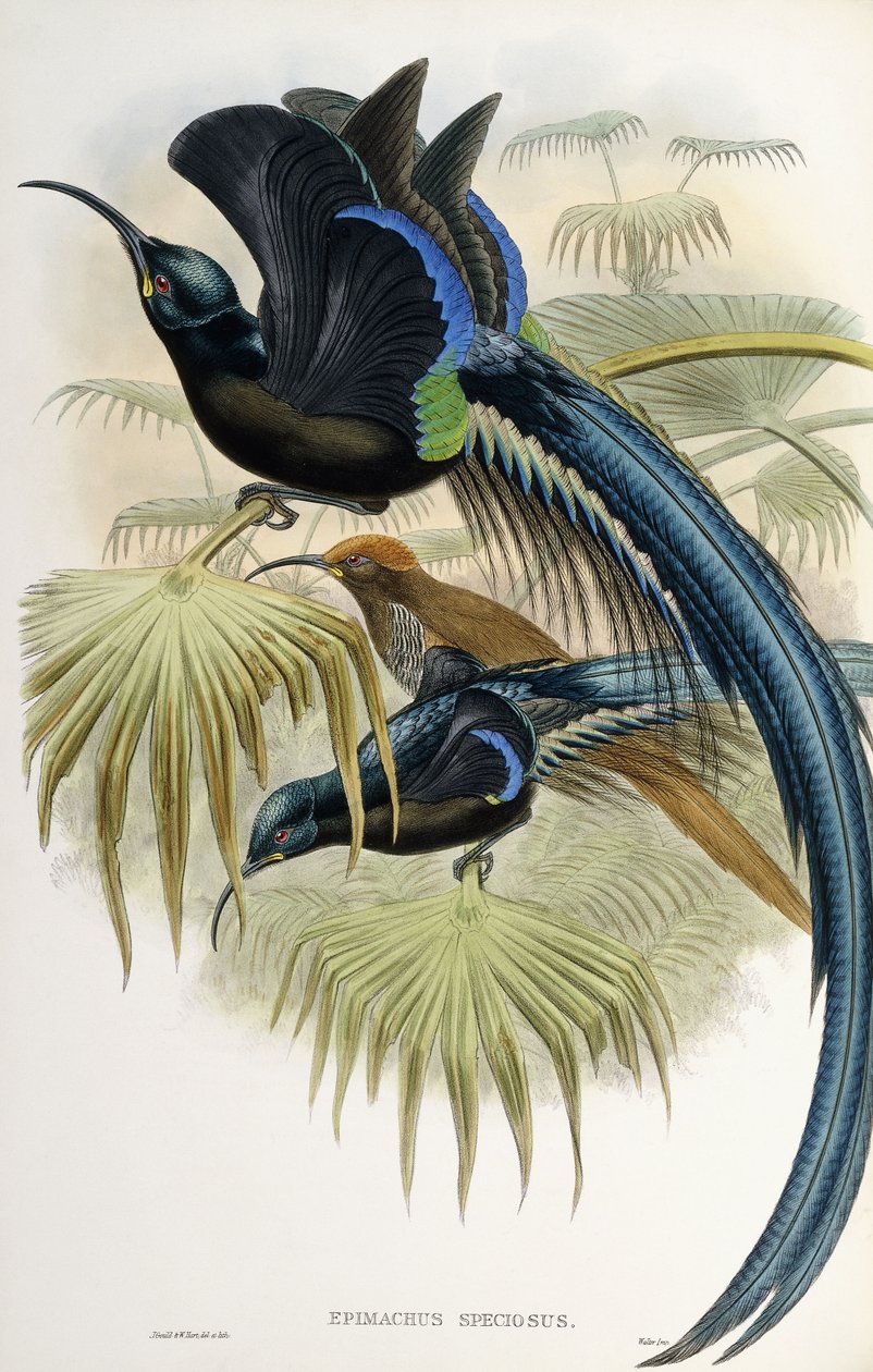 Den stora skärnäbben paradisfågel av John Gould