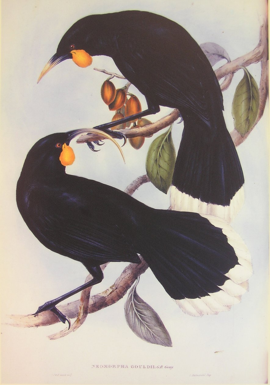 Illustration av Huia-paret av John Gould