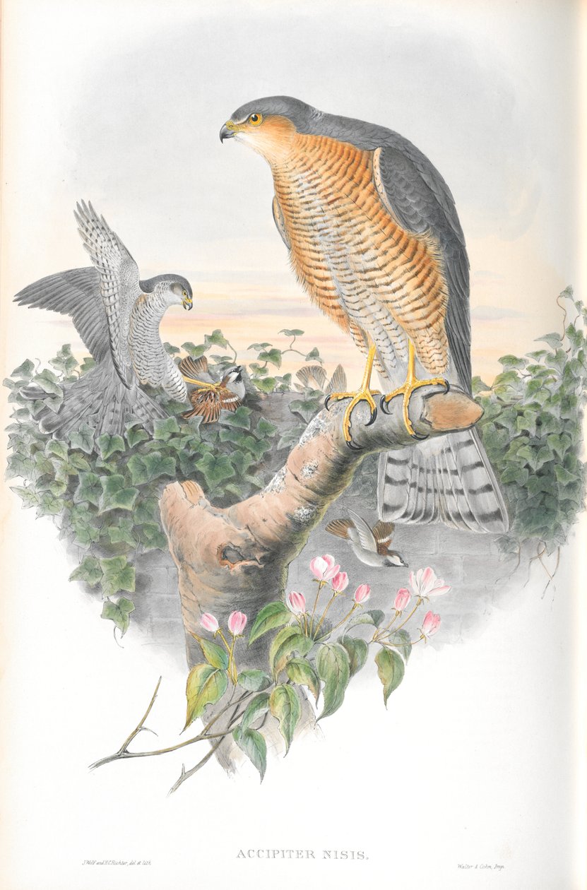 Illustration av Accipiter Nisis (Sparrow-hök) av John Gould