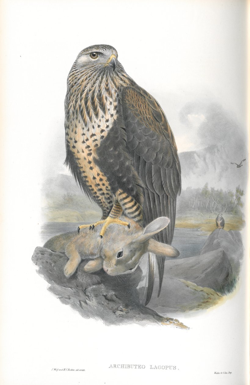 Illustration av Archibuteo Lagopus (strävbensvråk) av John Gould