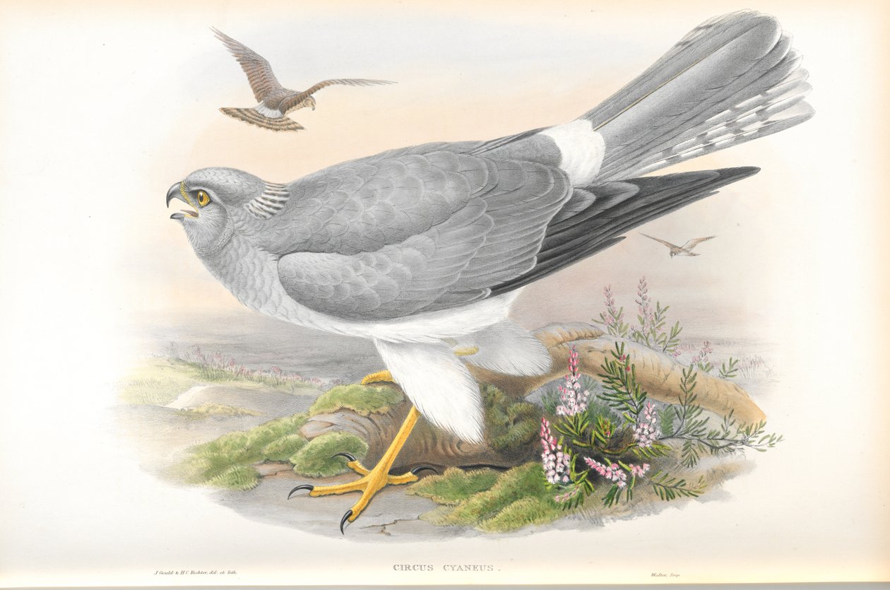 Illustration av Circus Cyaneus (Hen Harrier) av John Gould