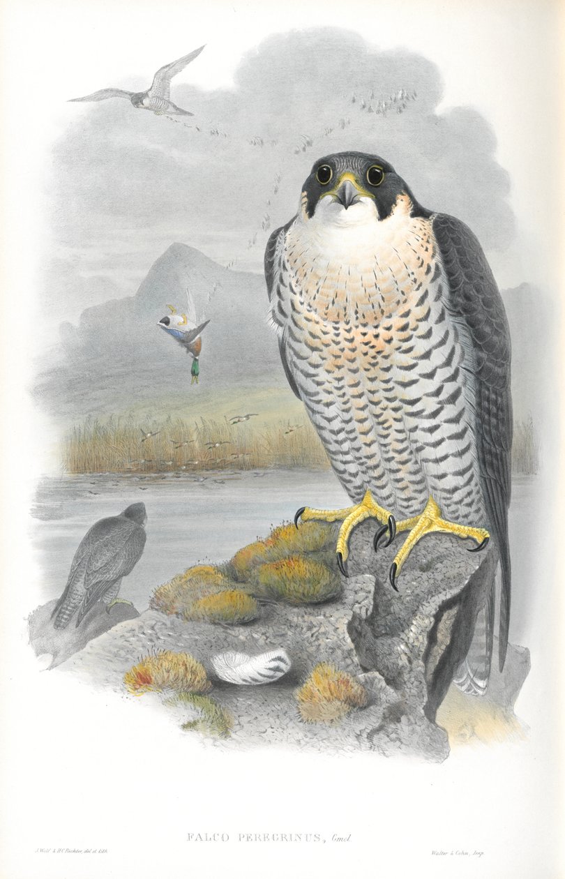 Illustration av Falco Peregrinus (Peregrine Falcon) av John Gould