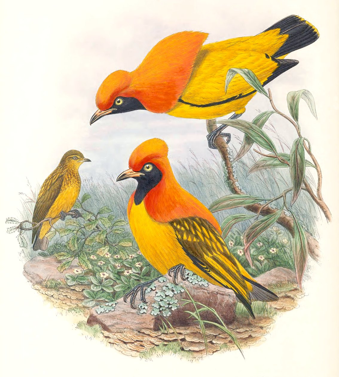 Maskerad blomfågel av John Gould