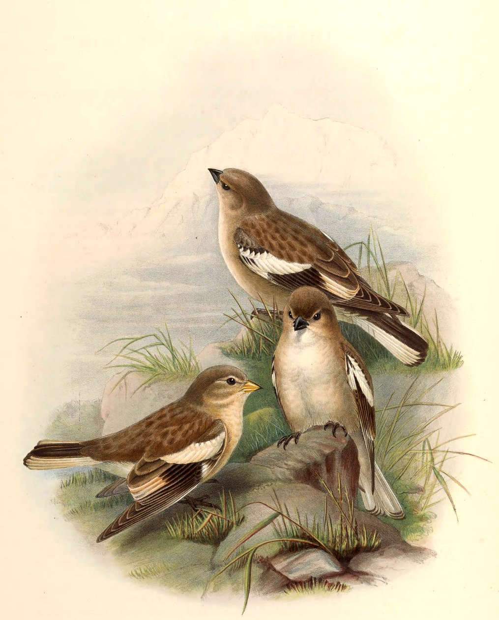 Montifringilla adamsi av John Gould