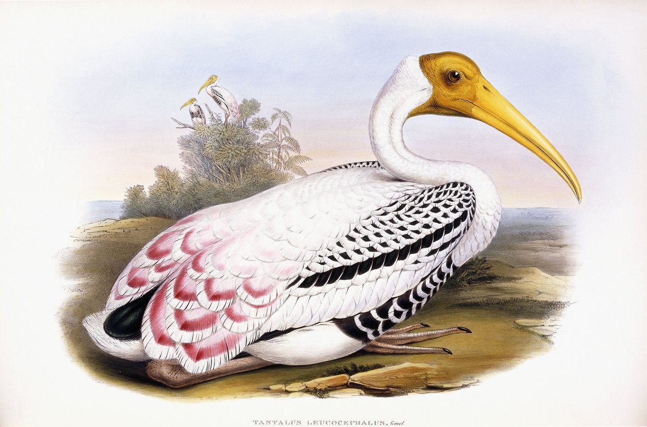 Målad stork av John Gould