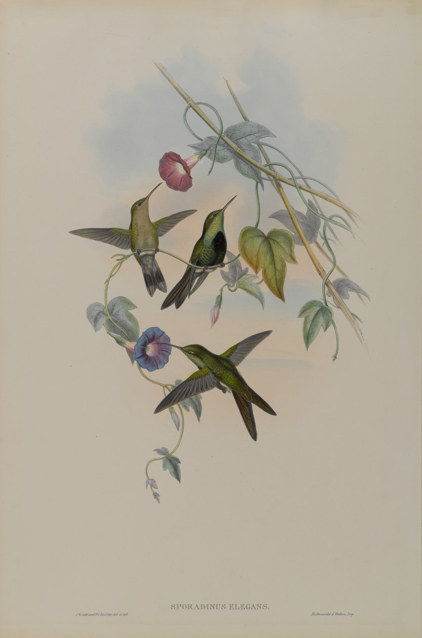 Sporadinus Elegans: St. Domingo Hummingbird av John Gould