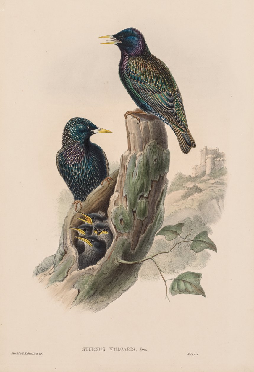 Sturnur Vulgaris av John Gould