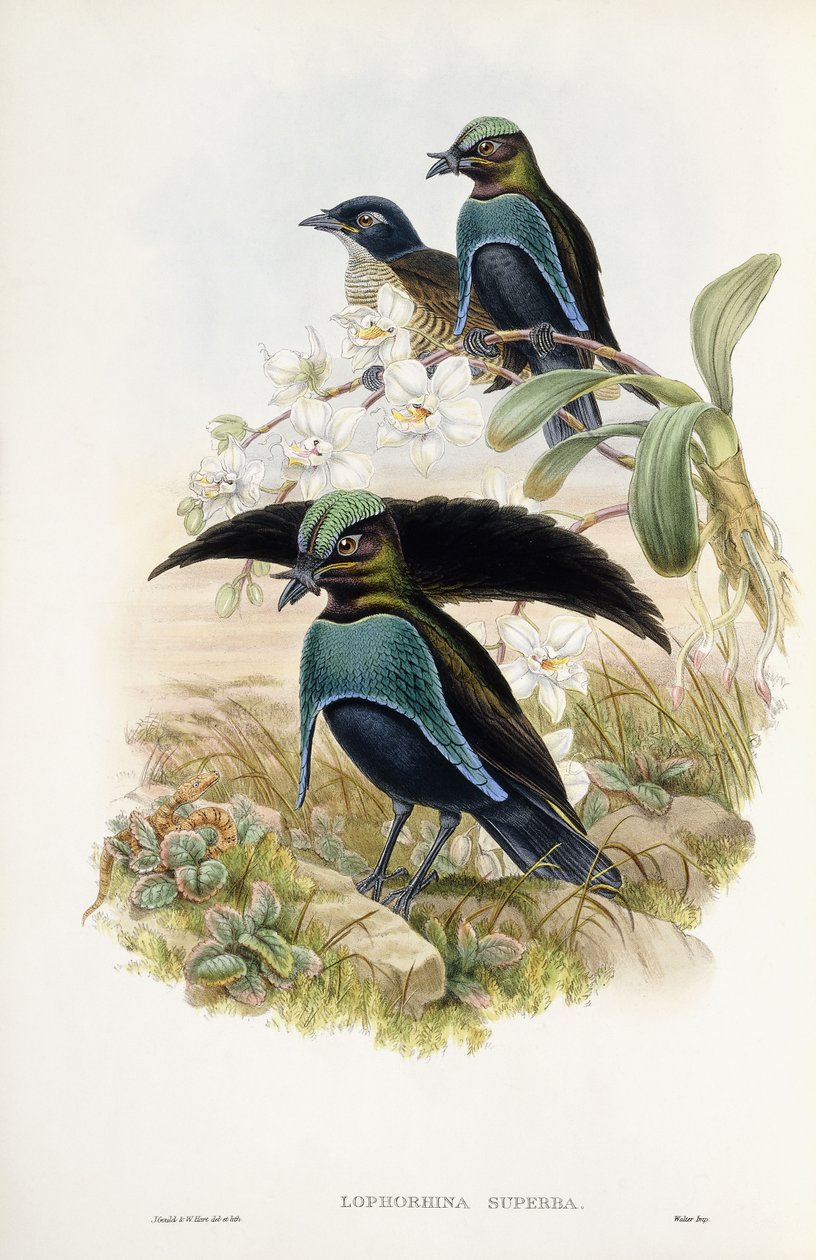 Fantastisk paradisfågel av John Gould