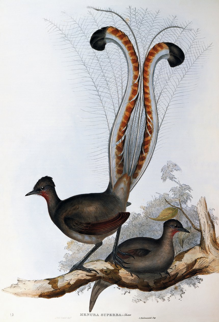 Superb Lyrebird (Menura superba) av John Gould