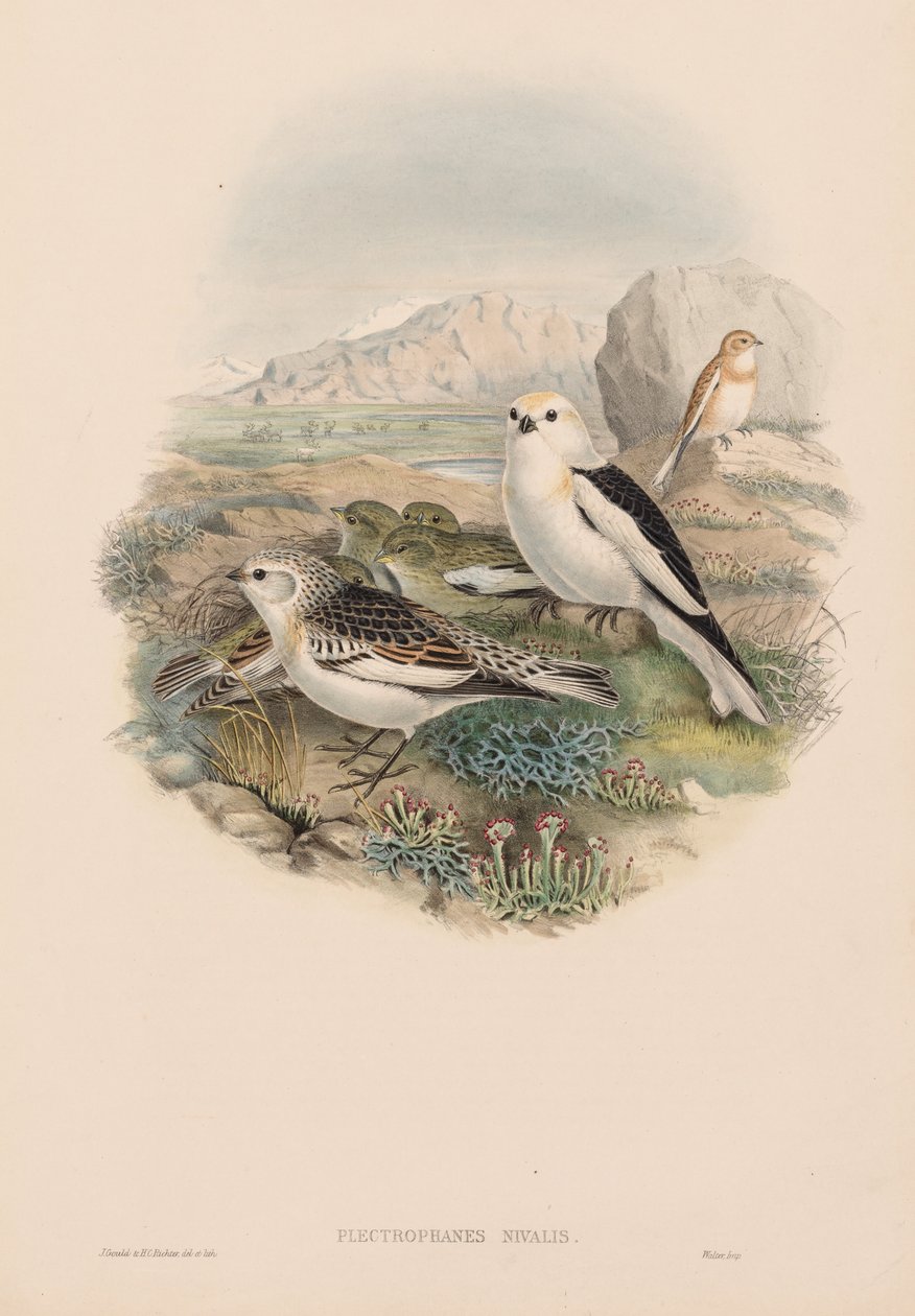 Storbritanniens fåglar: Plestrophanes nivalis. av John Gould