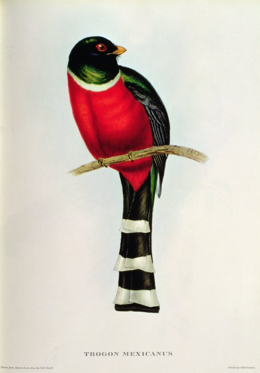 Trogon Mexicanus av John Gould