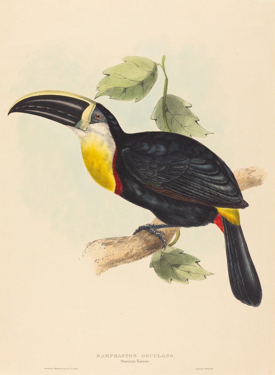 Kyssar tukanen av John Gould and Elizabeth Gould