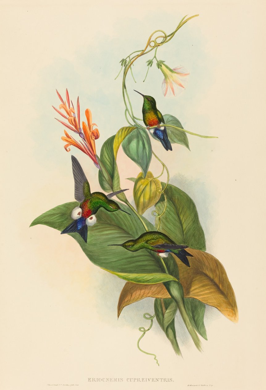 Eriocnemis cupreiventris (Puff-Leg med kopparventilation) av John Gould and H.C. Richter