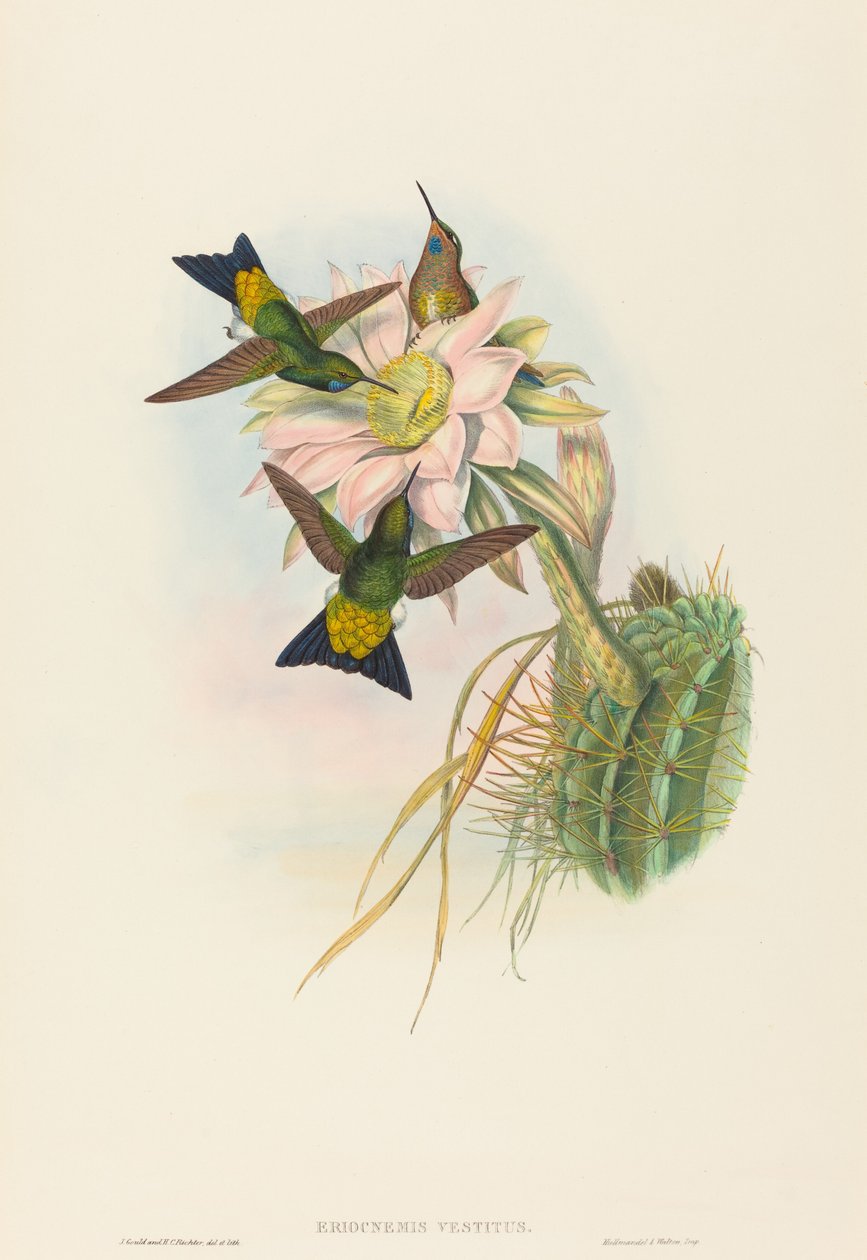 Glödande Puff-Leg (Glowing Puff-Leg) av John Gould and H.C. Richter