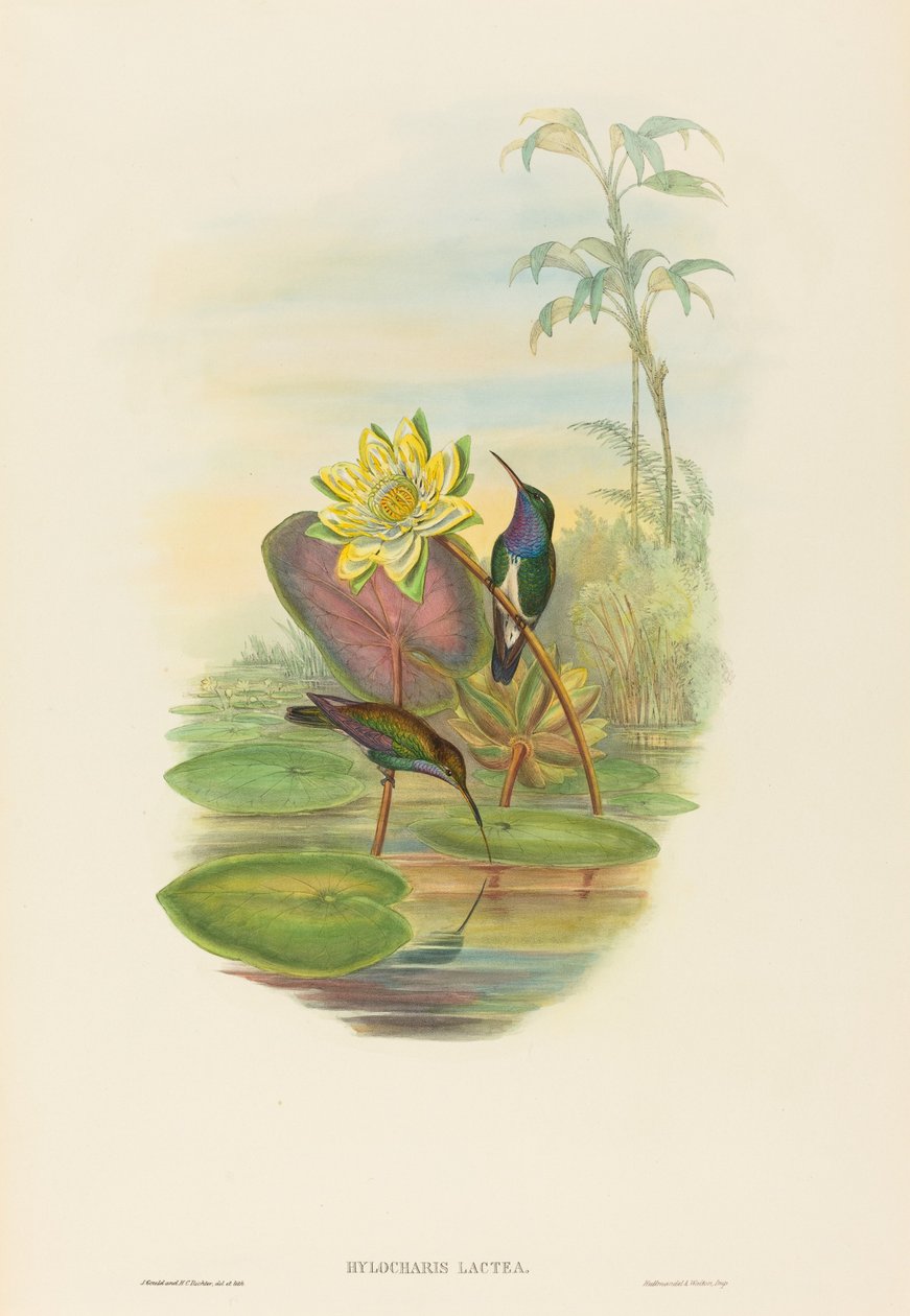 Hylocharis lactea (Sapphire-breasted Emerald) av John Gould and H.C. Richter