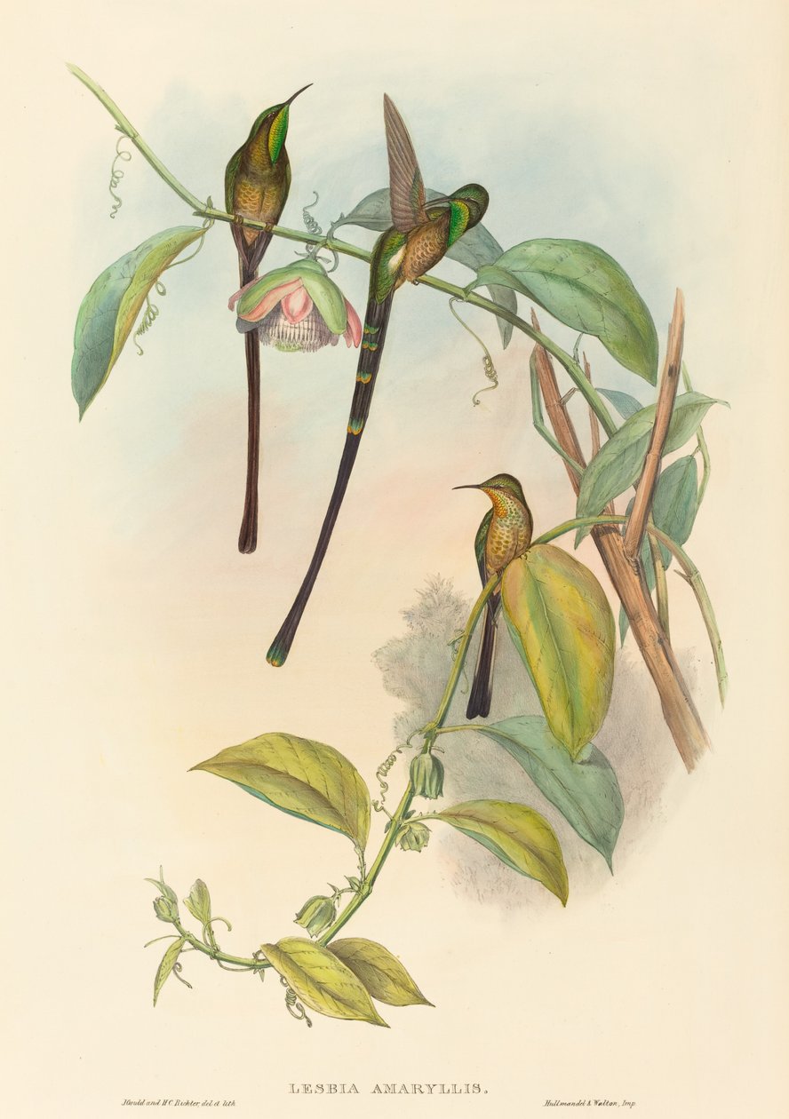 Lesbia Amaryllis av John Gould and H.C. Richter