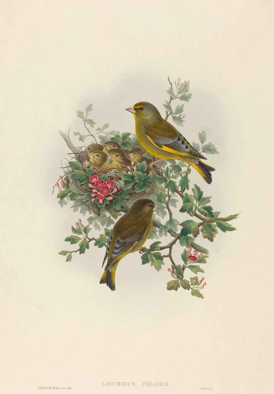 Ligurinus chloris (grönfink) av John Gould and H.C. Richter