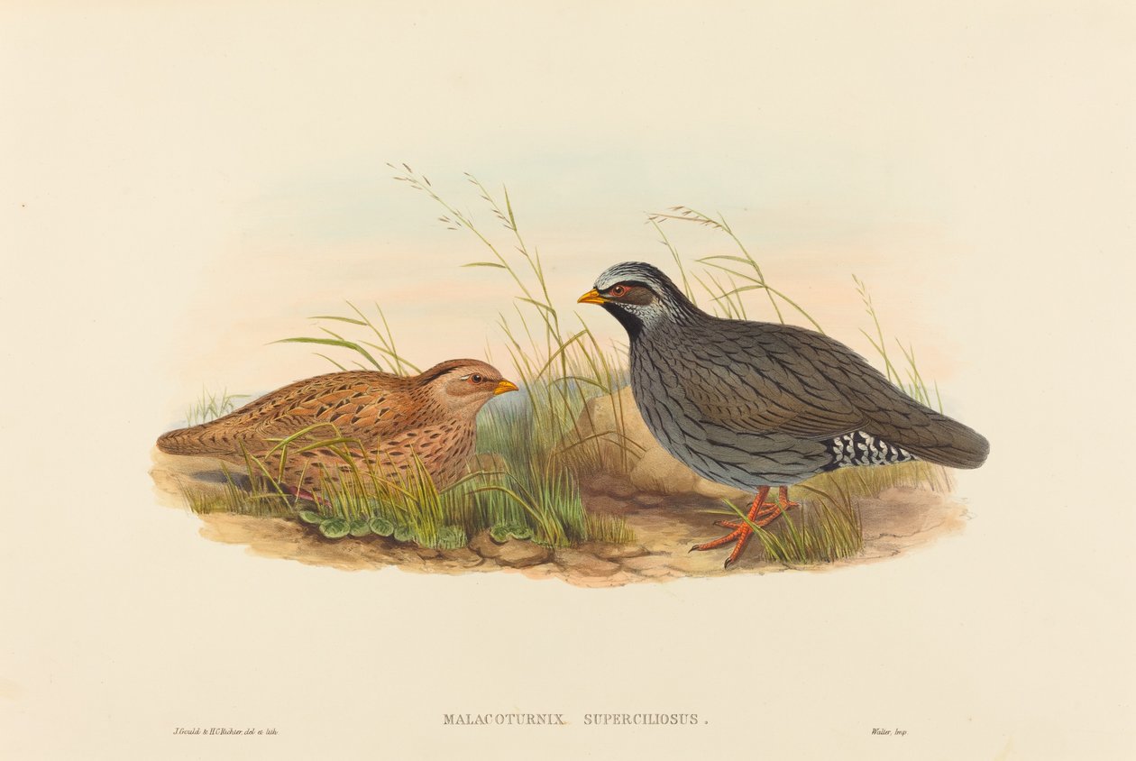 Malacoturnix superciliosus (bergsvaktel) av John Gould and H.C. Richter