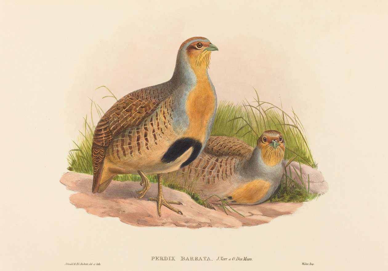 Perdix barbata (Daurian rapphöna) av John Gould and H.C. Richter