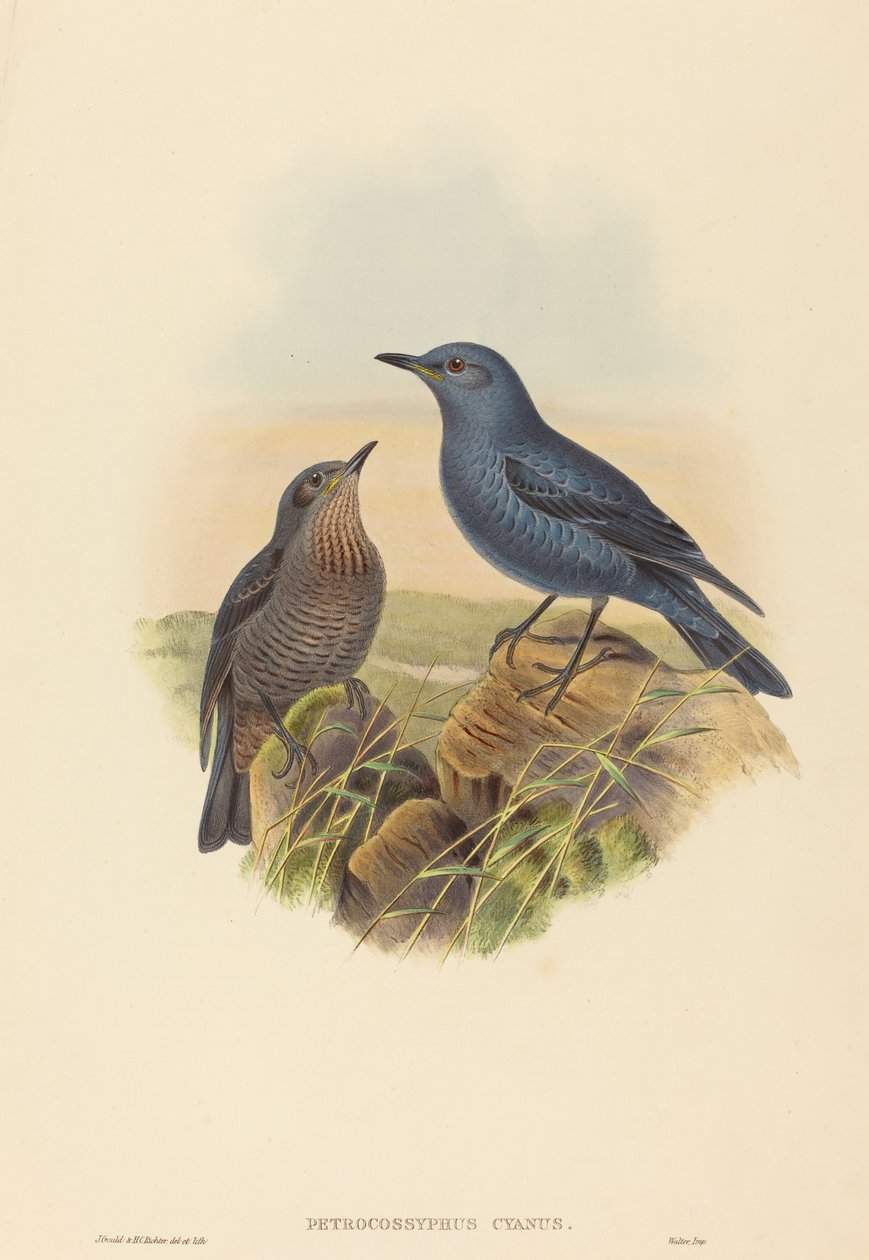 Petrocossyphus cyanus (blå stentrast) av John Gould and H.C. Richter