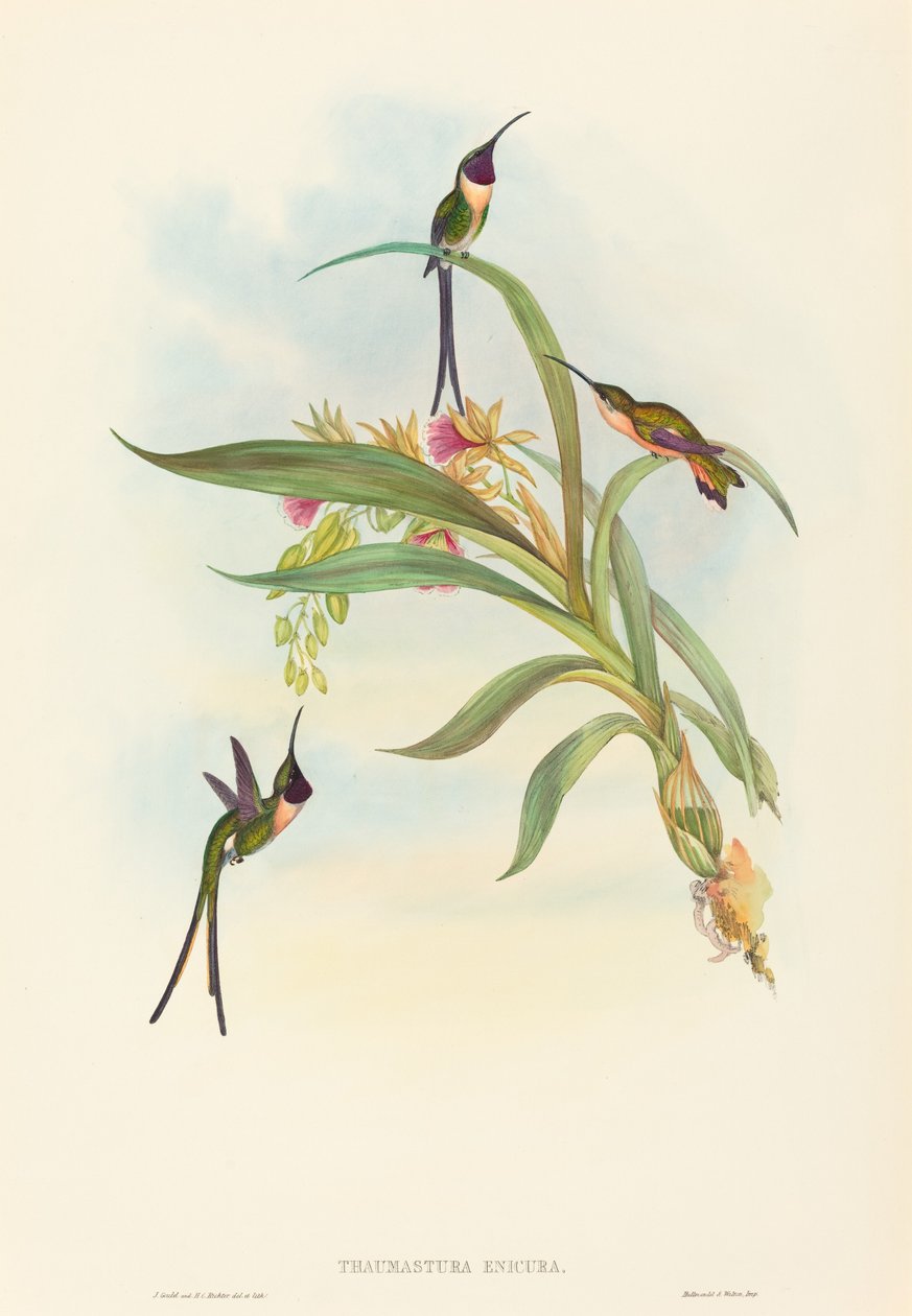 Tharmastura enicura (Slank skjuvsvans) av John Gould and H.C. Richter