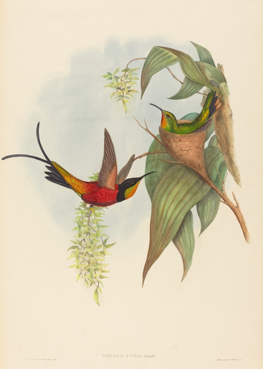 Topaz pyra (Fairy Topaz) av John Gould and H.C. Richter