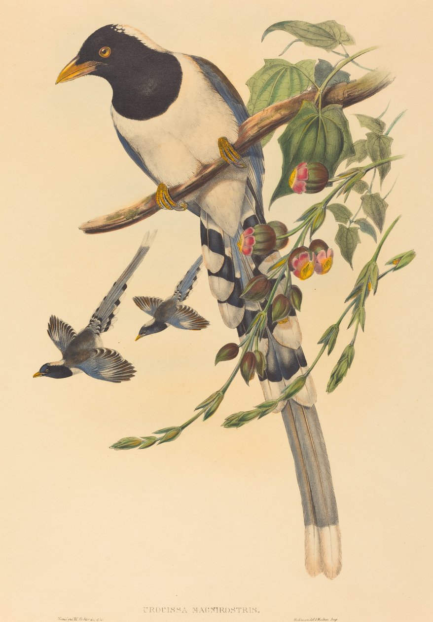 Urocissa magnirostris av John Gould and H.C. Richter