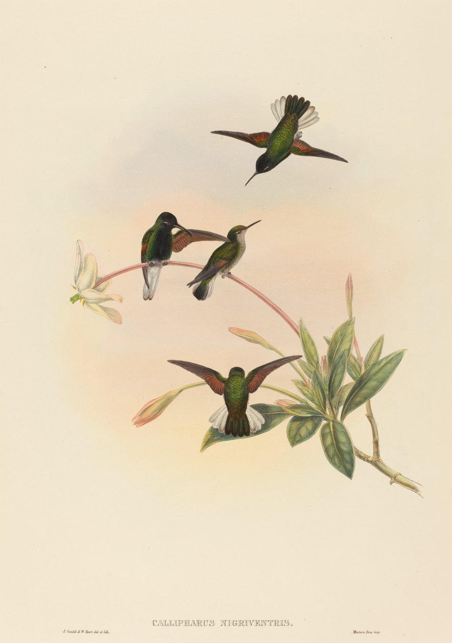 Callipharus nigriventris (Svartbukig kolibri) av John Gould and W. Hart